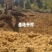 野蚕豆