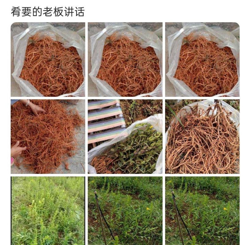 野蚕豆