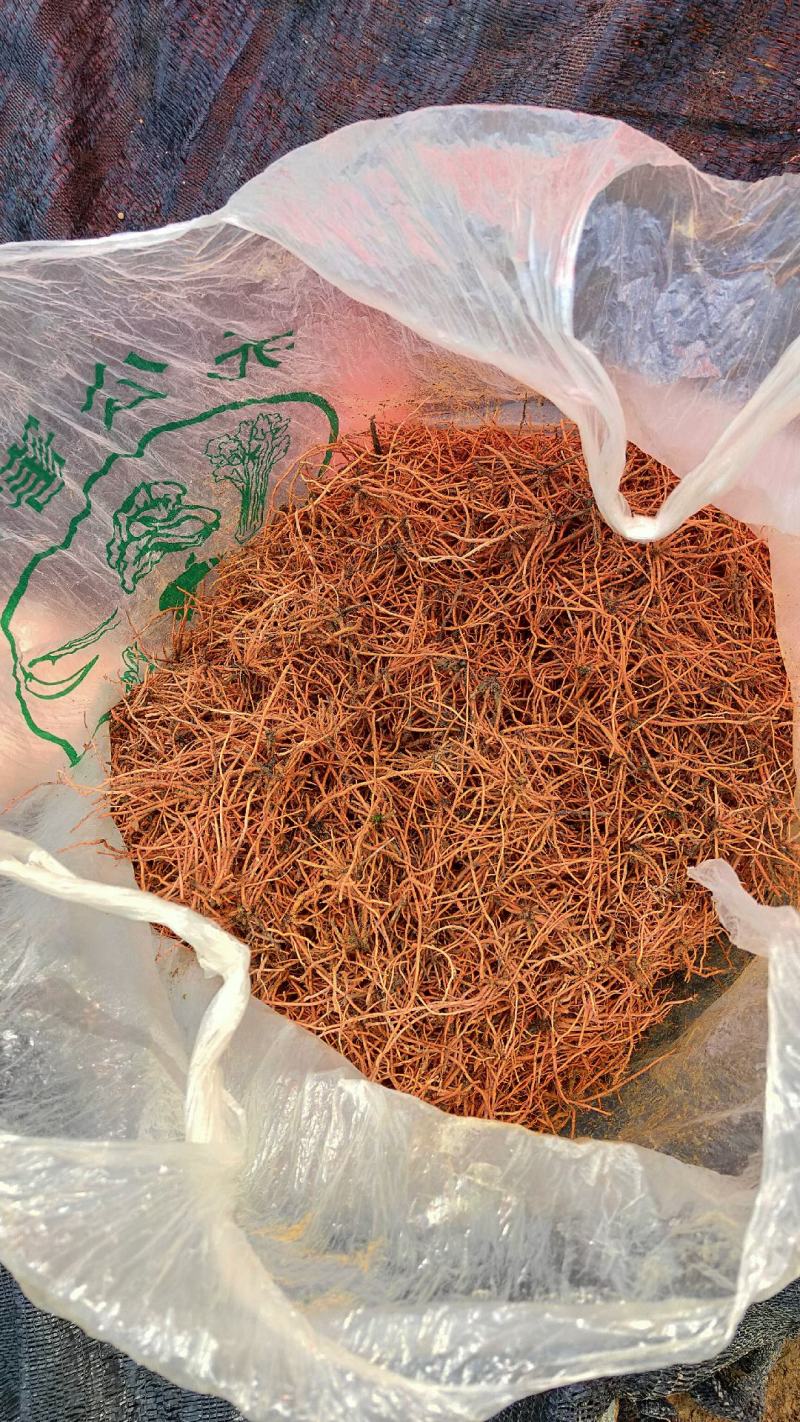 野蚕豆