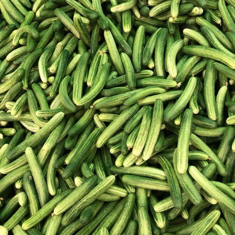 黄瓜价格温柔了