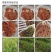 野蚕豆
