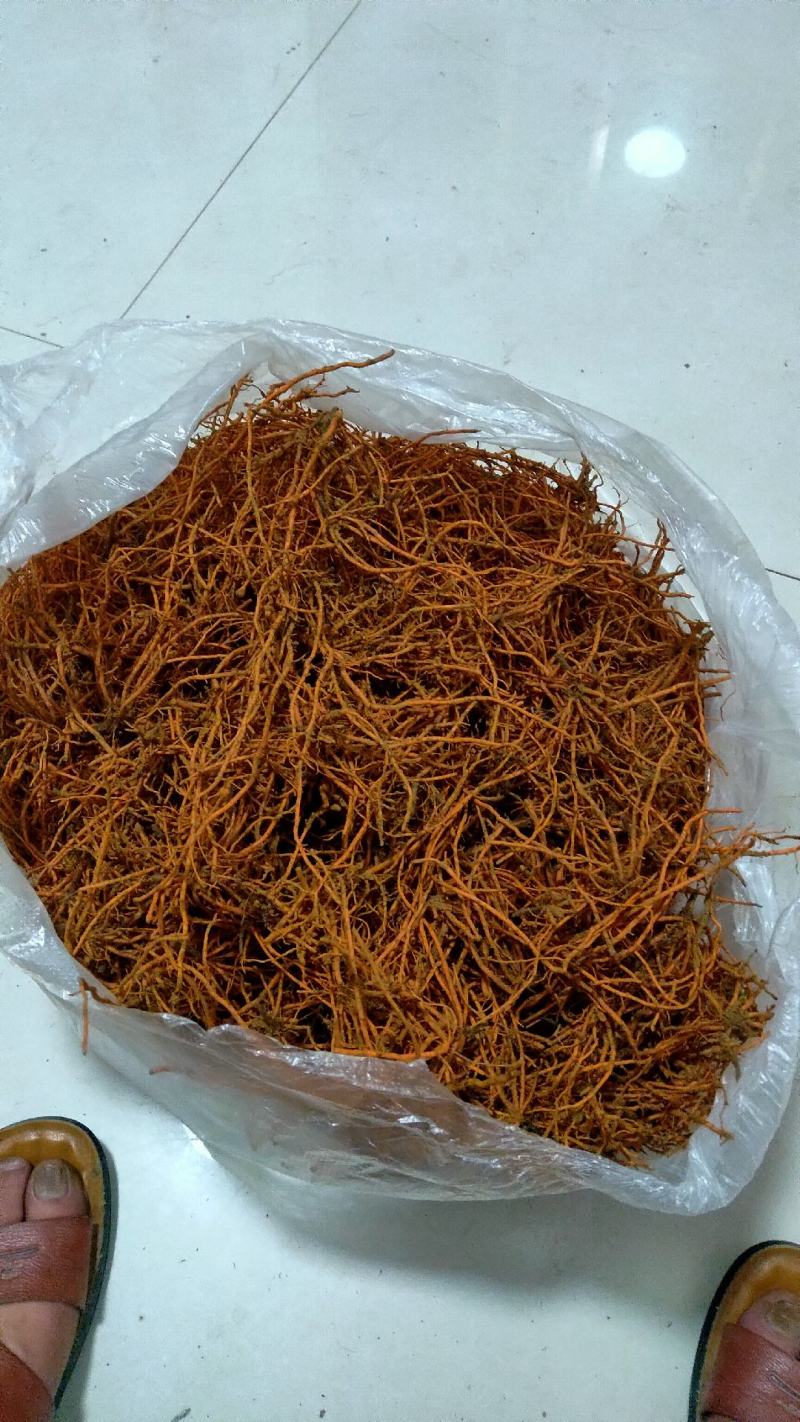 野蚕豆