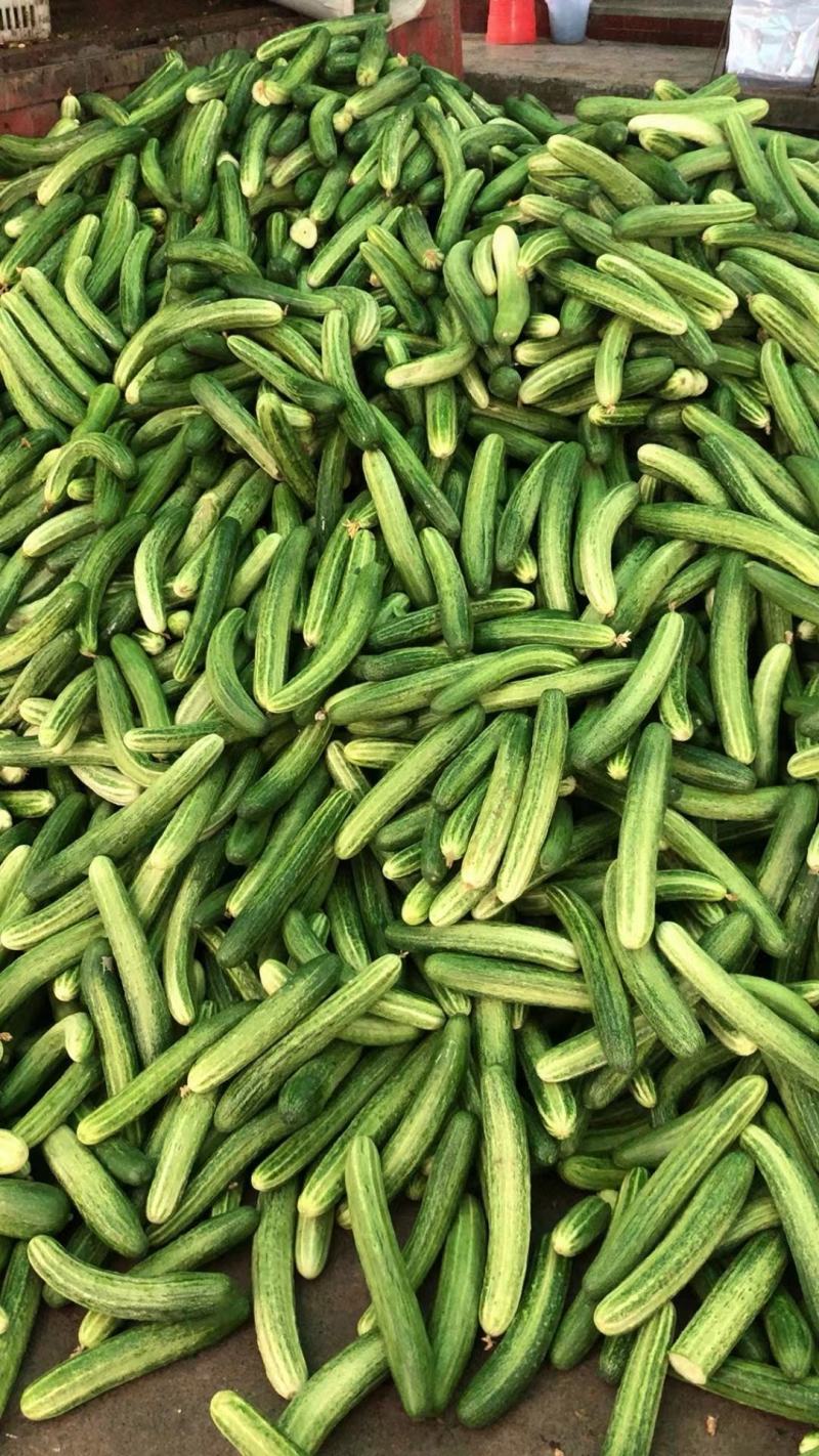 黄瓜价格温柔了