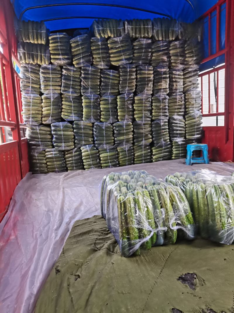 黄瓜价格温柔了