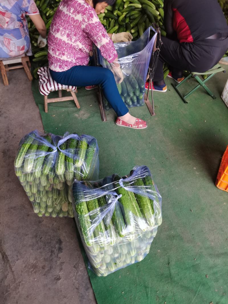 黄瓜价格温柔了
