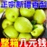 【一件代发】正宗新疆香梨脆甜薄皮梨应季新鲜水果香酥梨整箱