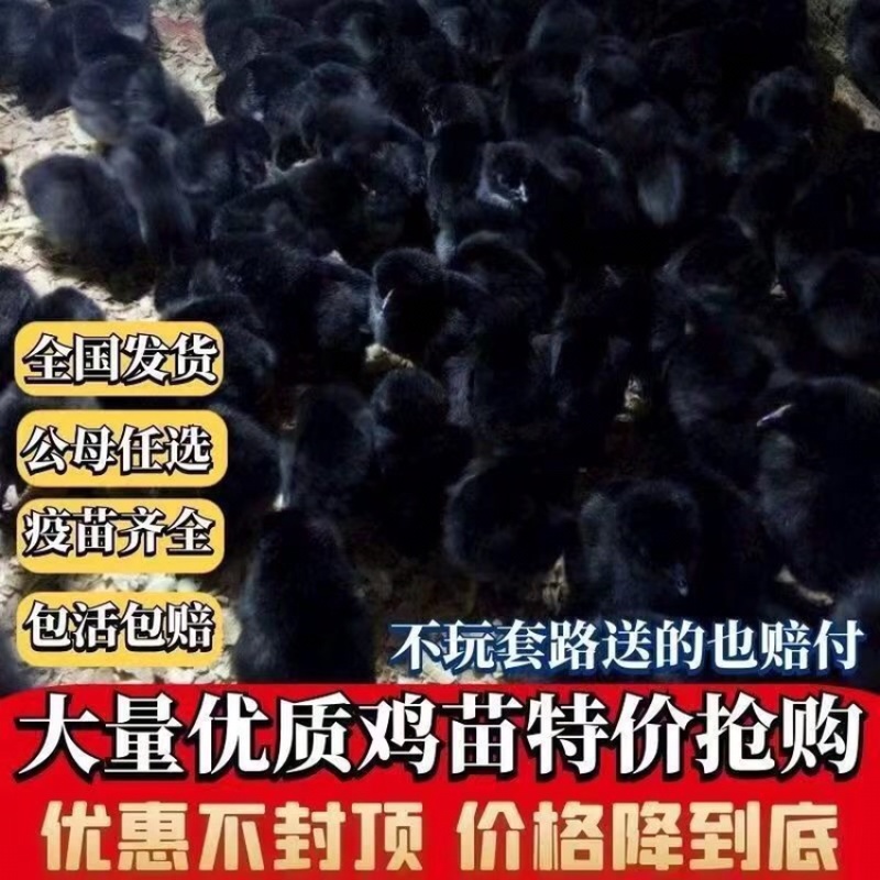 黑土鸡五黑鸡