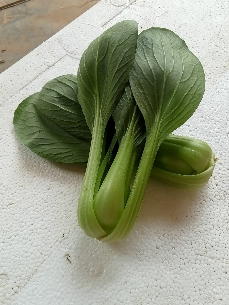 套餐油菜快菜油麦菜
