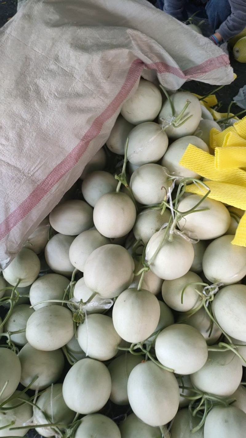 冰激凌玉菇甜瓜，大量供应，一手货源，对接各商超平台