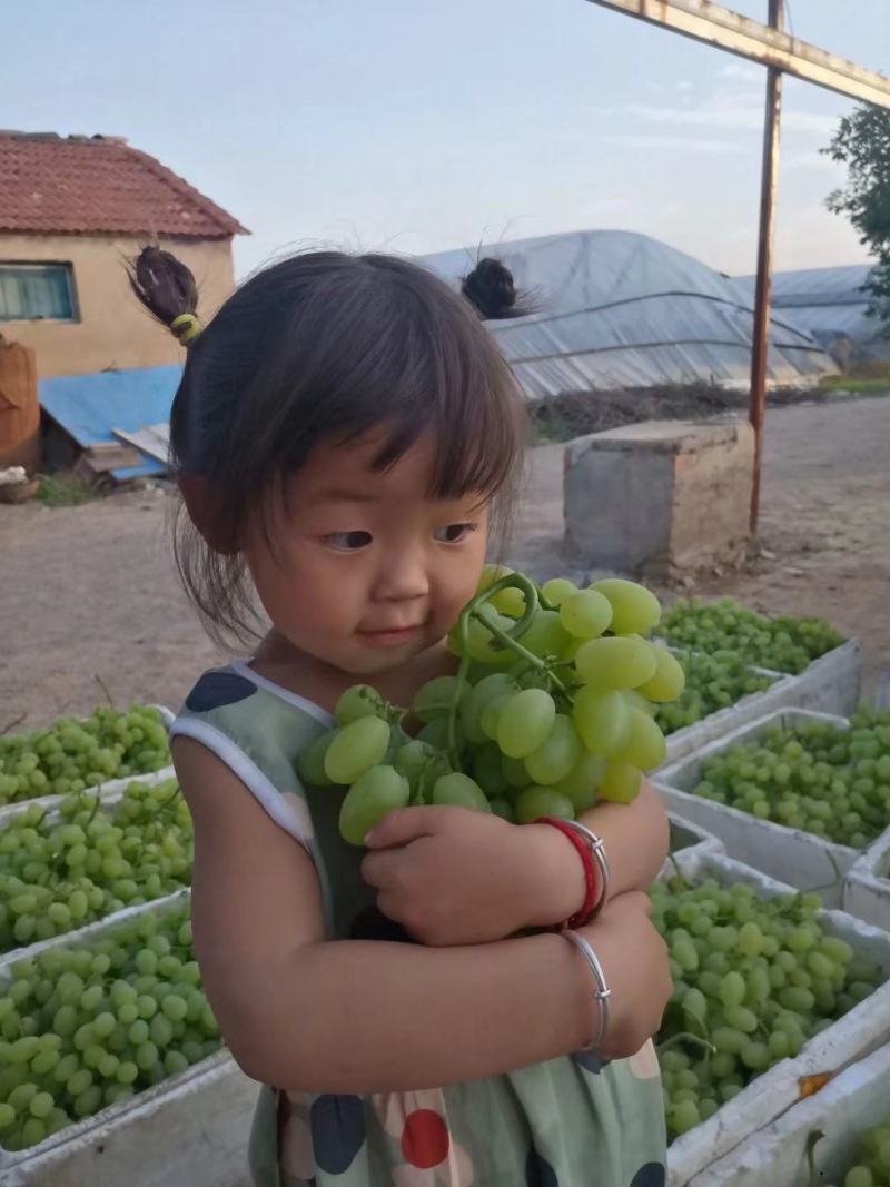 维多利亚葡萄山东维多葡萄大量上市自家大棚没有经历费