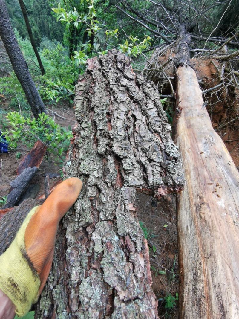 干松树皮