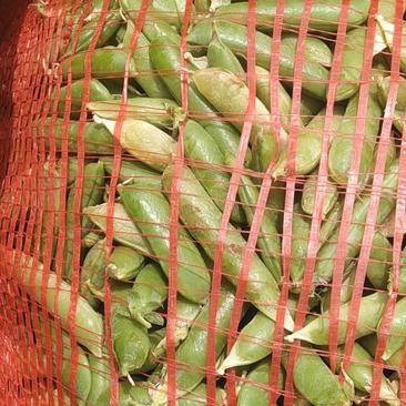 豌豆荚大量上市品质保证量大从优欢迎联系