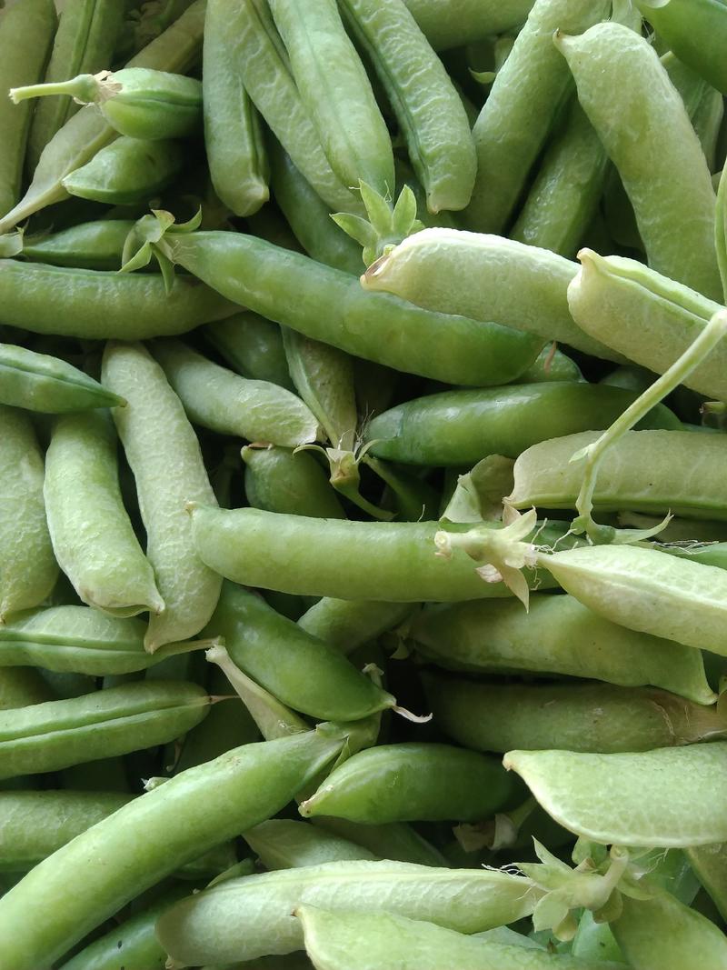 豌豆荚大量上市品质保证量大从优欢迎联系
