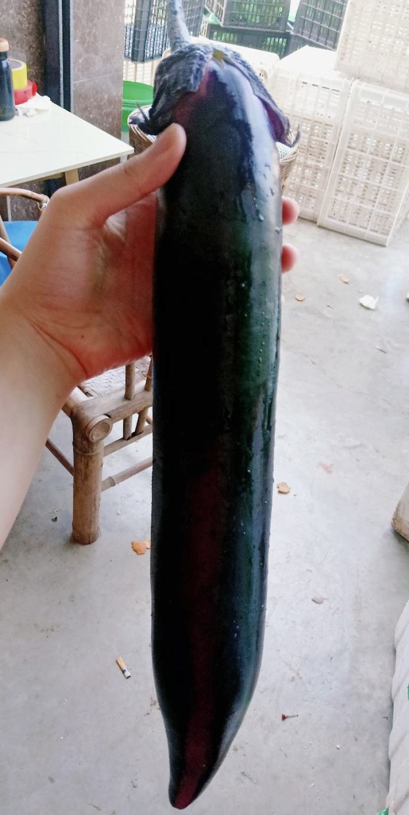 精品茄子