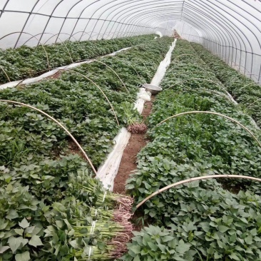 红著苗（西瓜红，红九）量大从优欢迎来电咨询选购