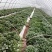 红著苗（西瓜红，红九）量大从优欢迎来电咨询选购