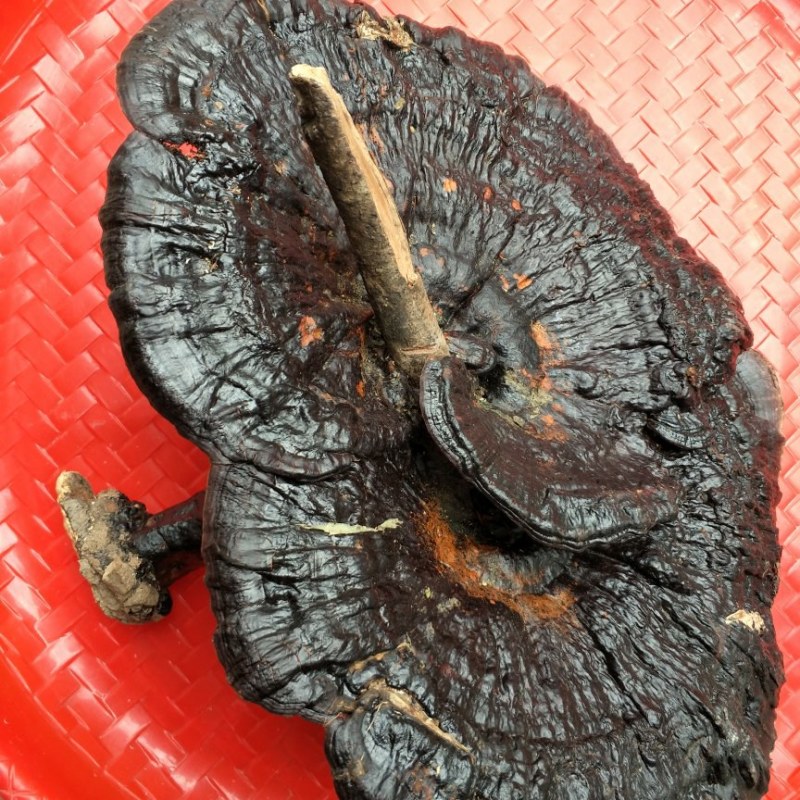黑灵芝野生枫树桩自然生长可图片选货鲜干货