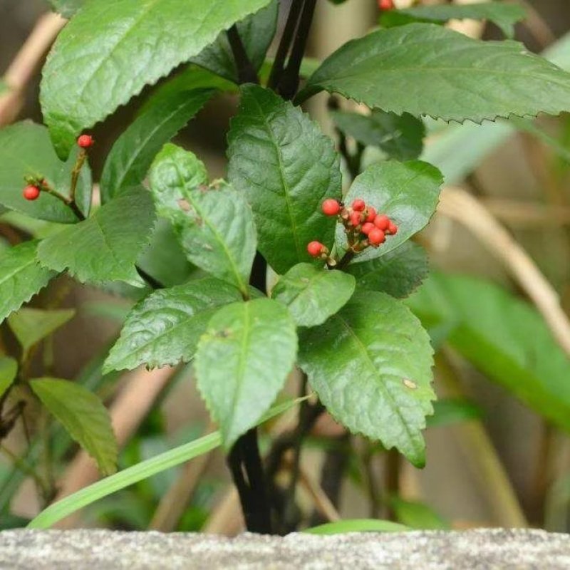 野生草珊瑚茶
