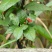 野生草珊瑚茶
