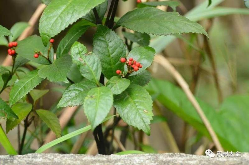野生草珊瑚茶