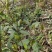 野生草珊瑚茶
