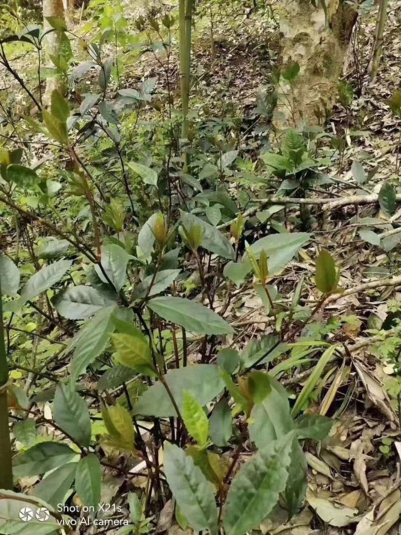 野生草珊瑚茶