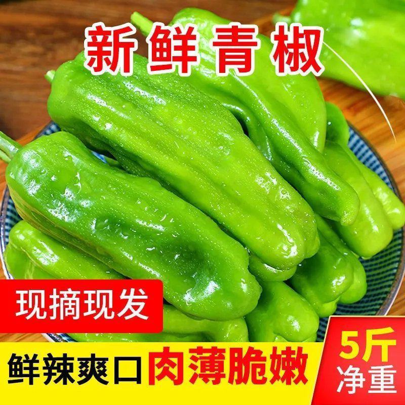 薄皮青椒丨芜湖椒丨大辣椒丨301鲜辣椒丨皮薄质优丨
