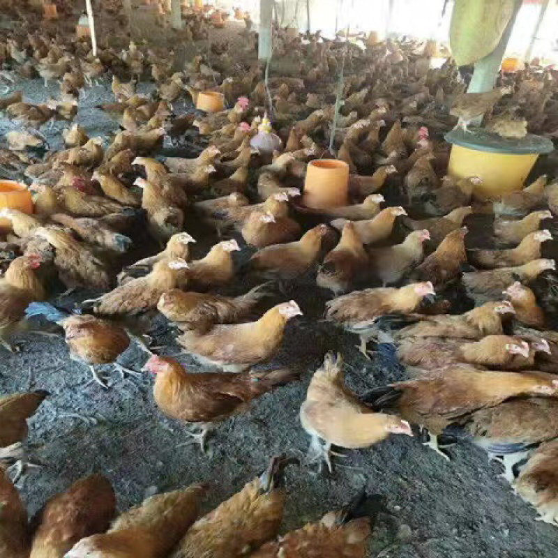 快大黄肉鸡