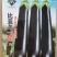 比亚久7152黑亮型茄子种子，黝黑油亮，顺直均匀，细腻