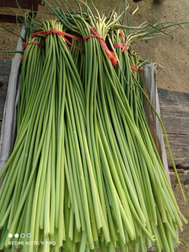 潍坊红帽蒜薹大量上市