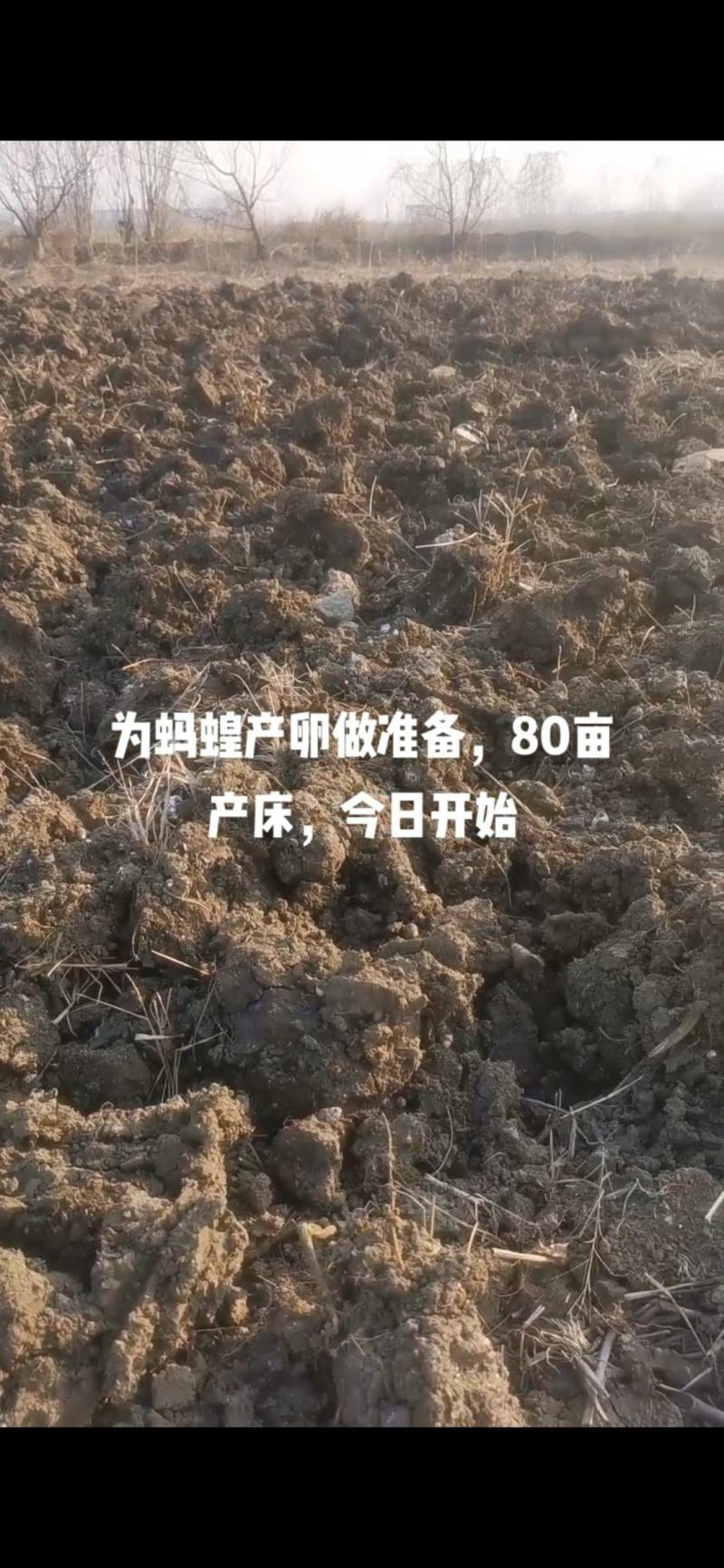 【推荐】宽体金线蛭茧蚂蝗茧，基地直发，品质可靠！