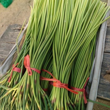 潍坊红帽蒜薹大量上市