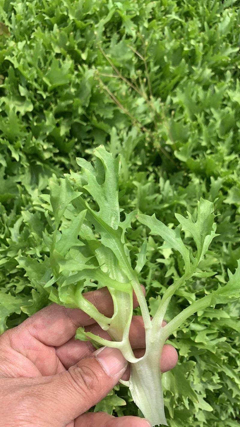 绿色认证基地超低价出细叶苦菊