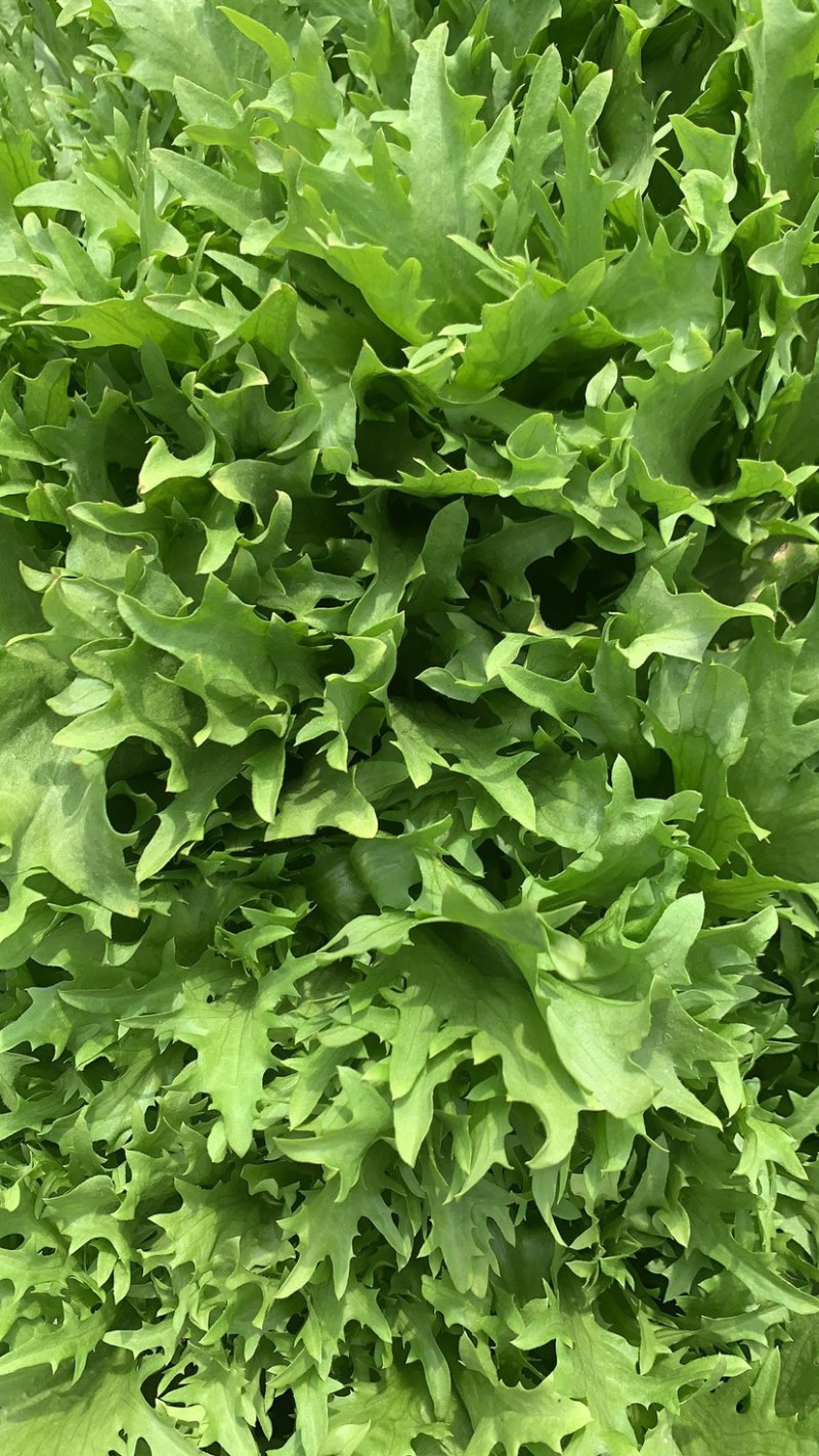 绿色认证基地超低价出细叶苦菊