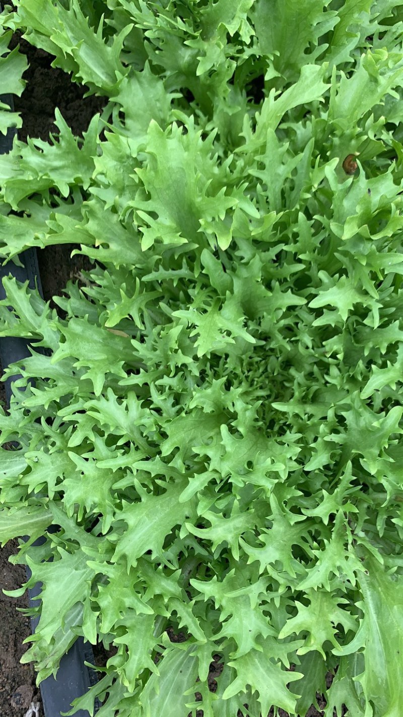 绿色认证基地超低价出细叶苦菊