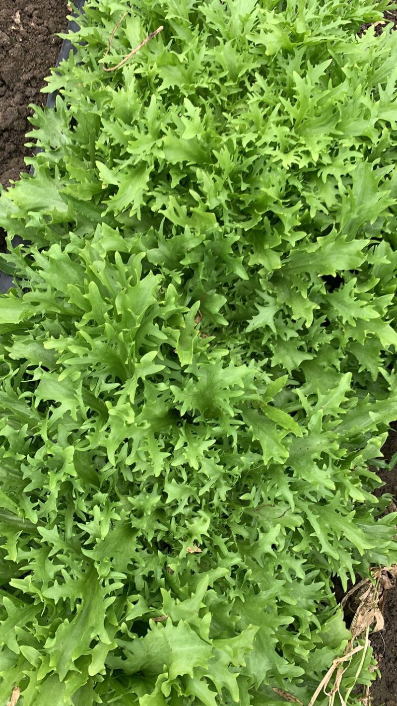 绿色认证基地超低价出细叶苦菊