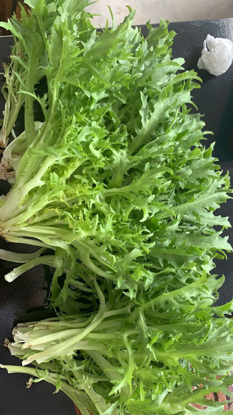 绿色认证基地超低价出细叶苦菊