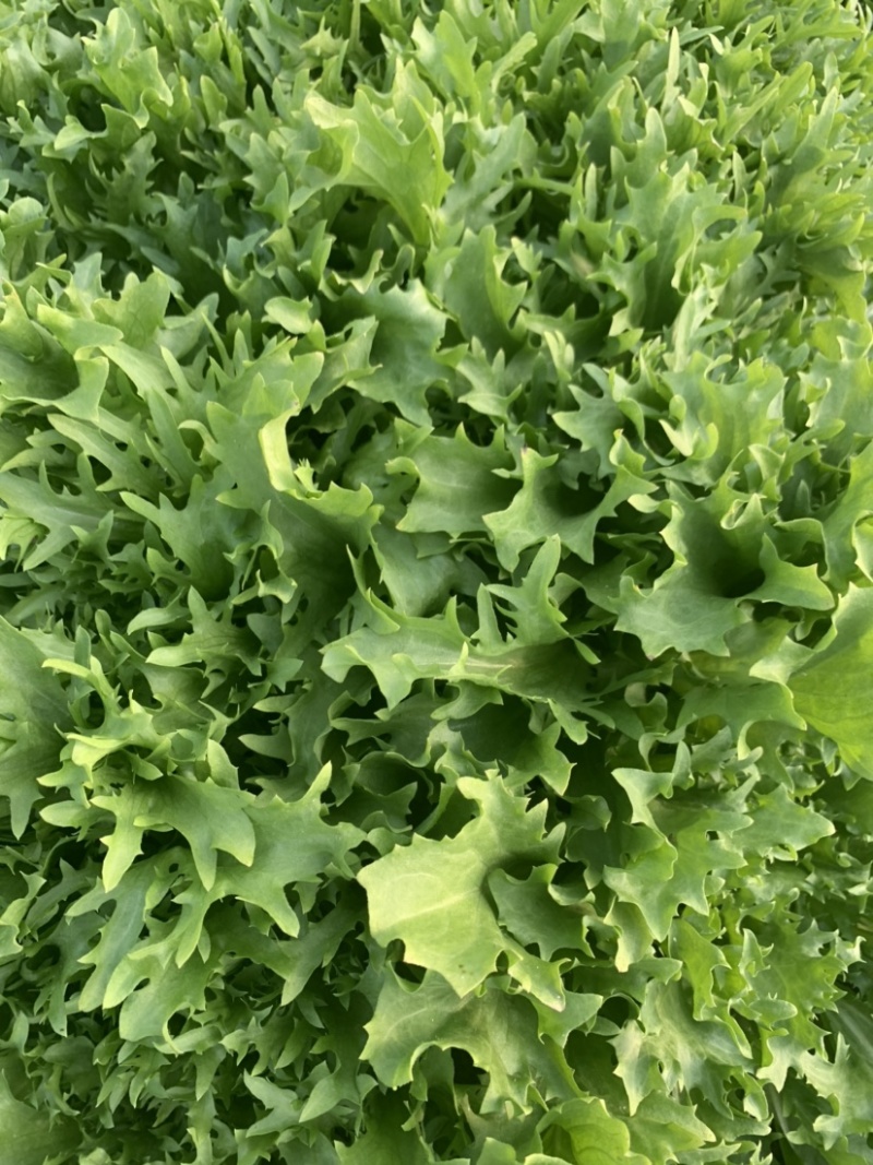 绿色认证基地超低价出细叶苦菊