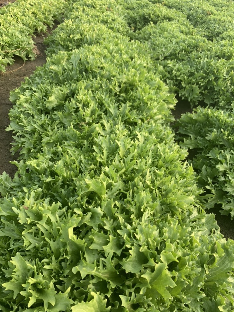 绿色认证基地超低价出细叶苦菊