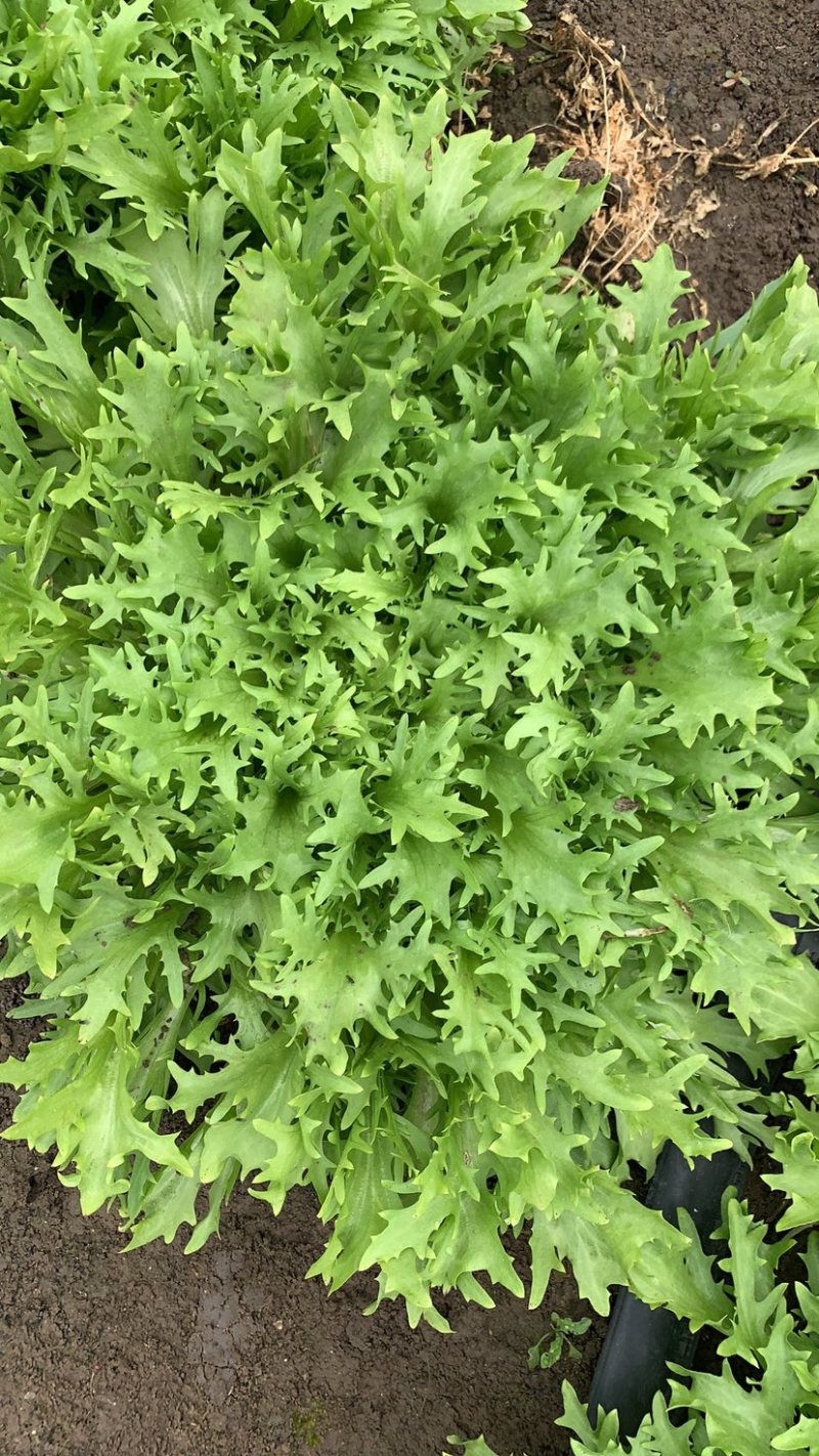 绿色认证基地超低价出细叶苦菊