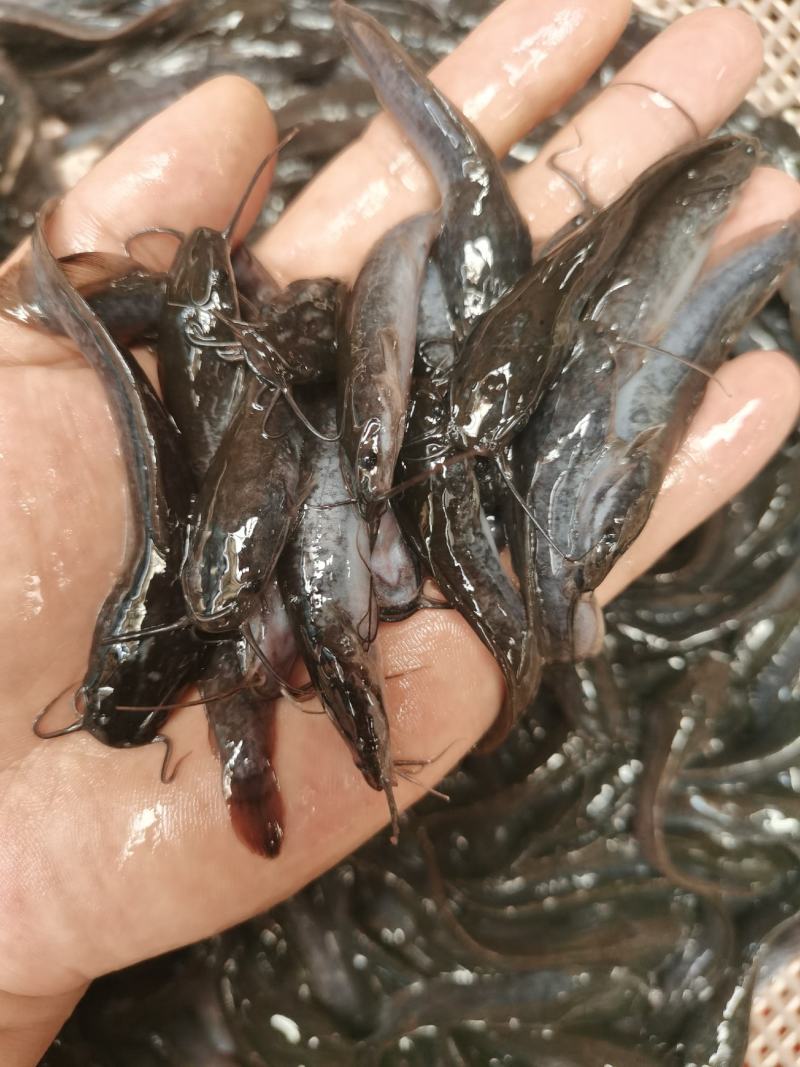 埃及鱼苗，杂交埃及鱼苗，生长快，吃料猛，少病害