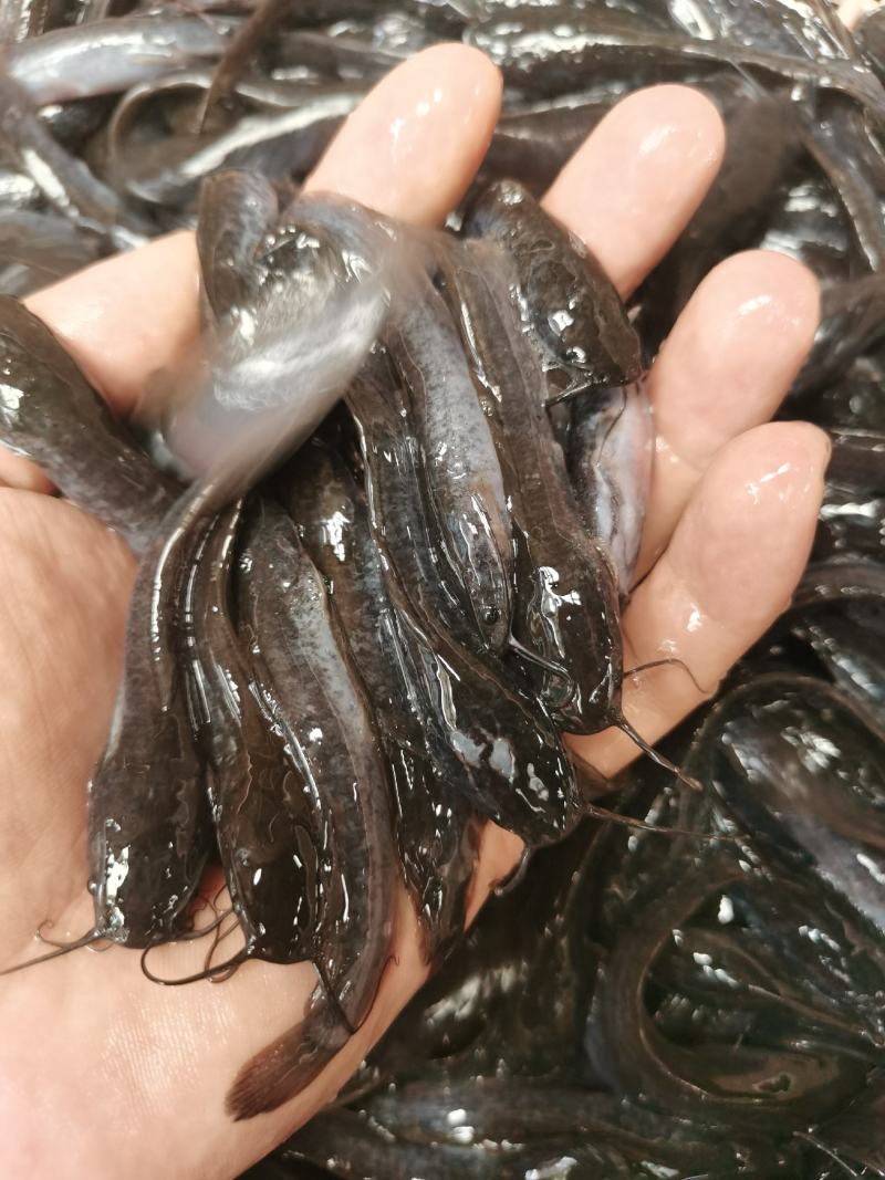 埃及鱼苗，杂交埃及鱼苗，生长快，吃料猛，少病害