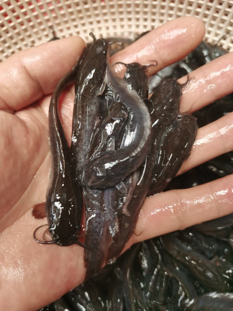 埃及鱼苗，杂交埃及鱼苗，生长快，吃料猛，少病害