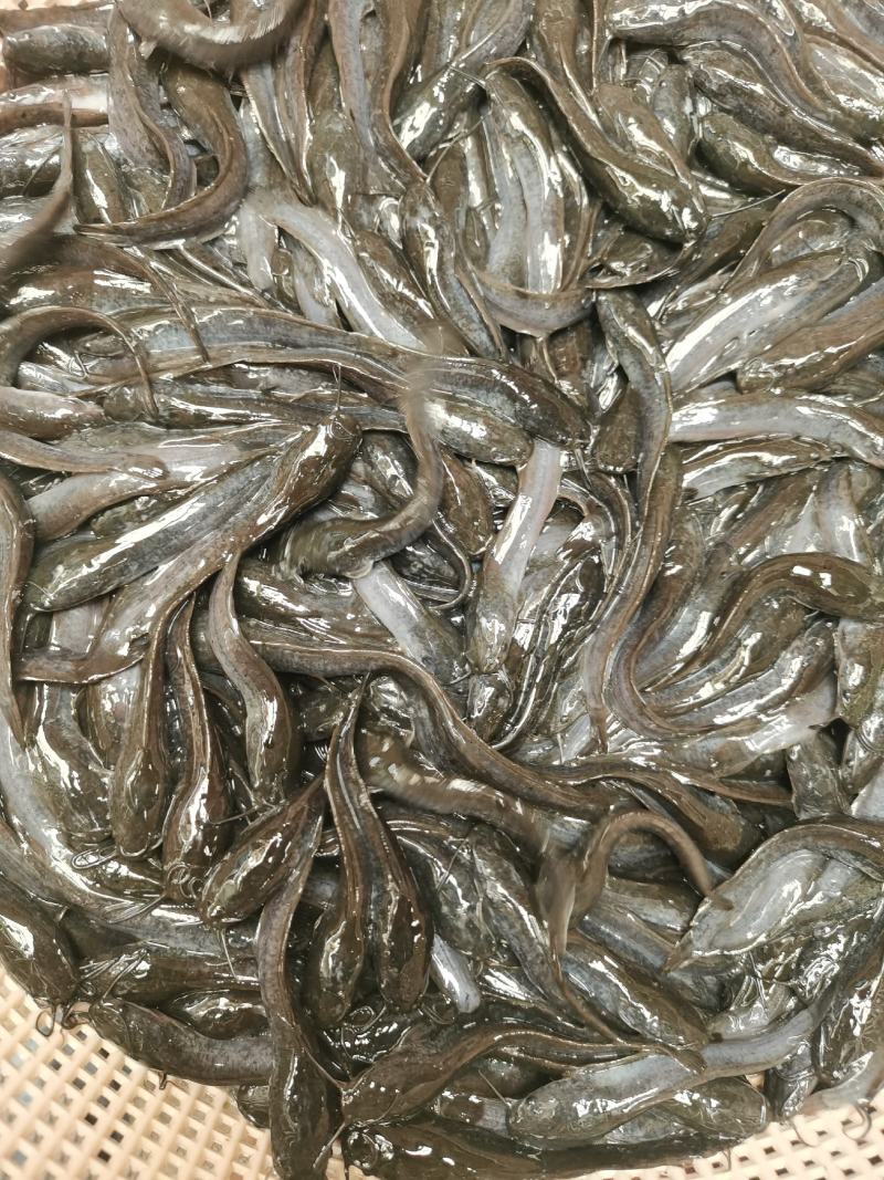 埃及鱼苗，杂交埃及鱼苗，生长快，吃料猛，少病害