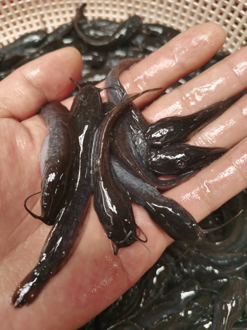 埃及鱼苗，杂交埃及鱼苗，生长快，吃料猛，少病害