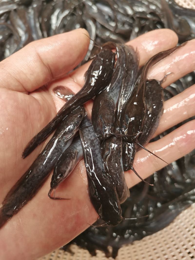 埃及鱼苗，杂交埃及鱼苗，生长快，吃料猛，少病害