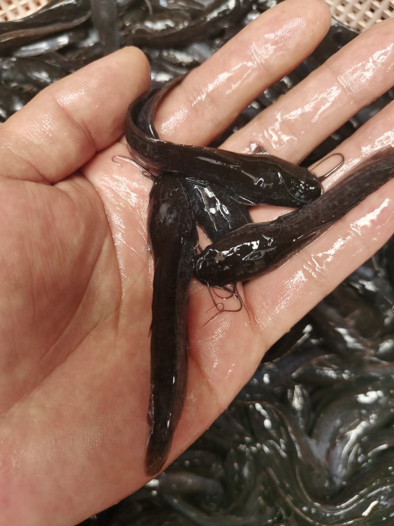 埃及鱼苗，杂交埃及鱼苗，生长快，吃料猛，少病害