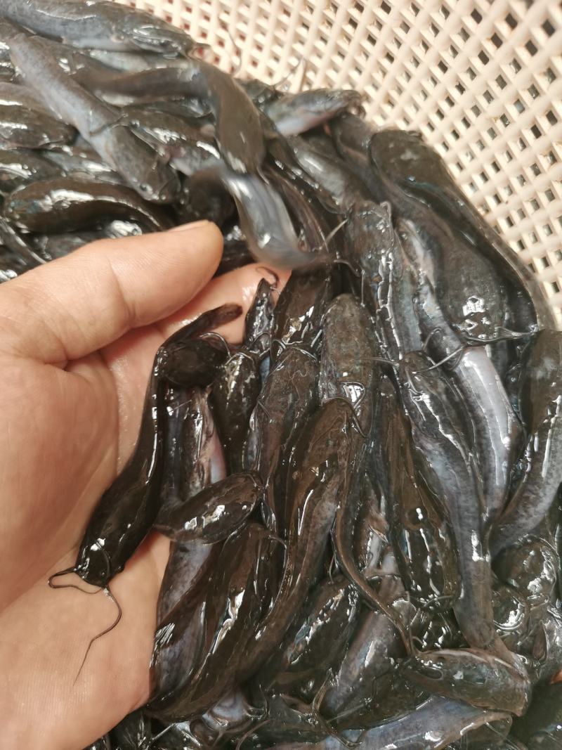 埃及鱼苗，杂交埃及鱼苗，生长快，吃料猛，少病害