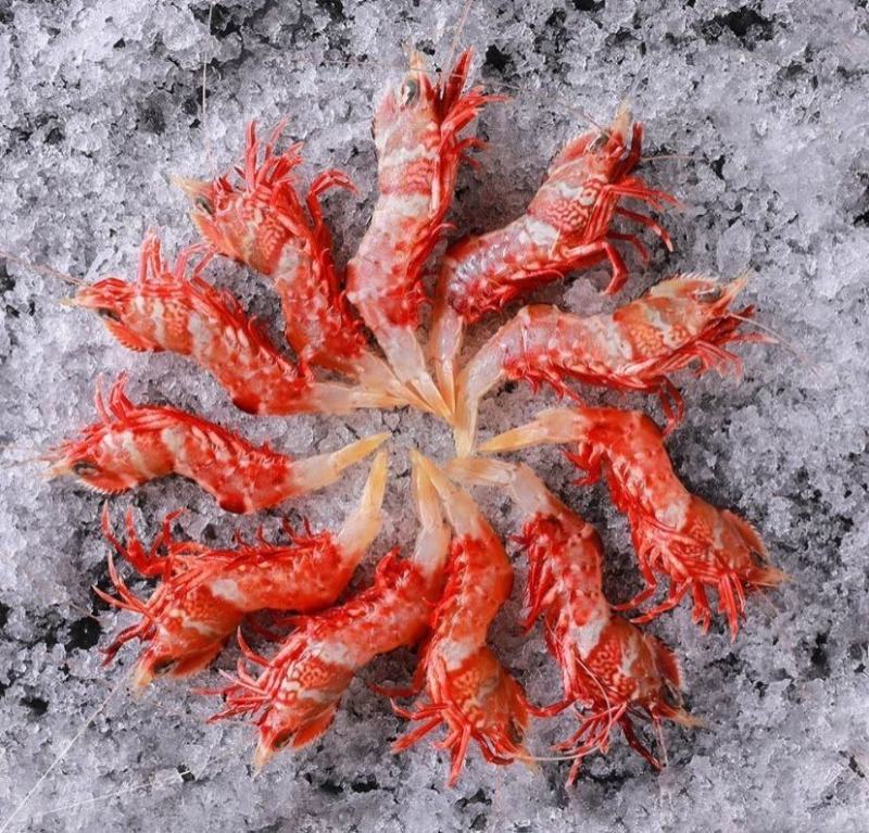 鸡冠虾225g/盒鸡冠虾大头虾海虾虎虾呛虾海鲜