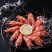 鸡冠虾225g/盒鸡冠虾大头虾海虾虎虾呛虾海鲜